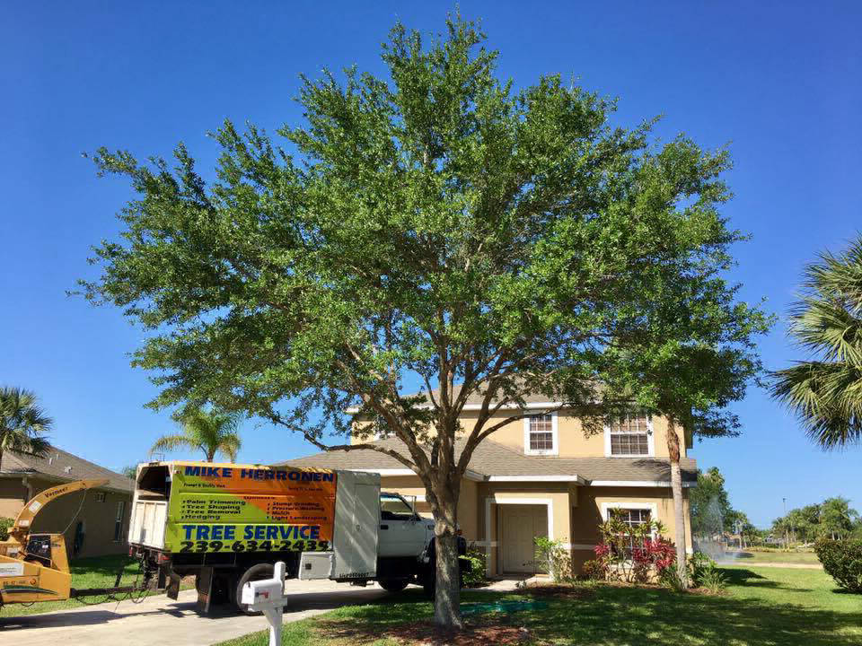 Shade tree after proper pruning