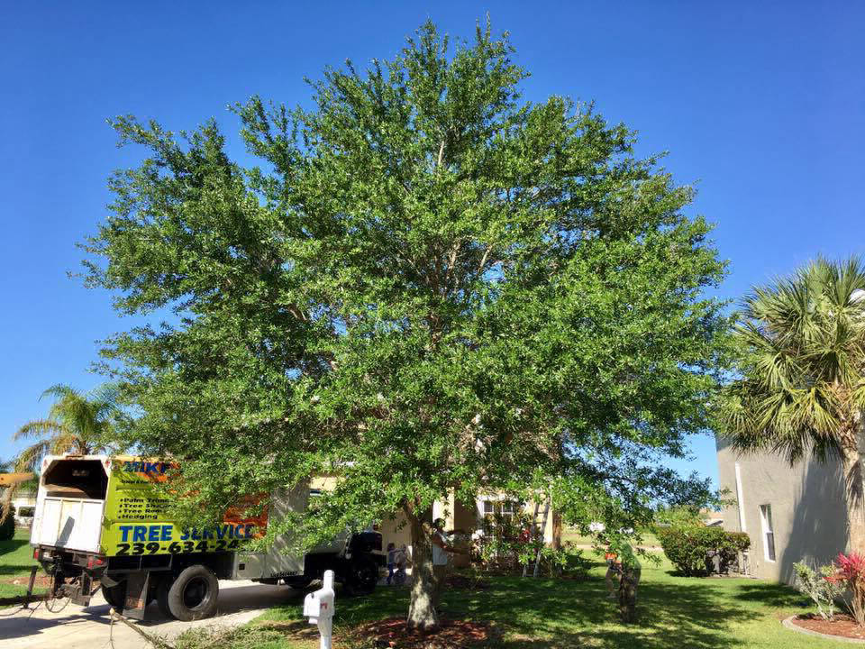 Shade tree before proper pruning