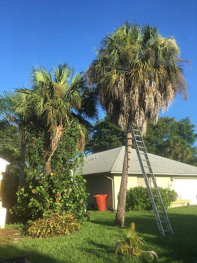 Palm tree before trimming