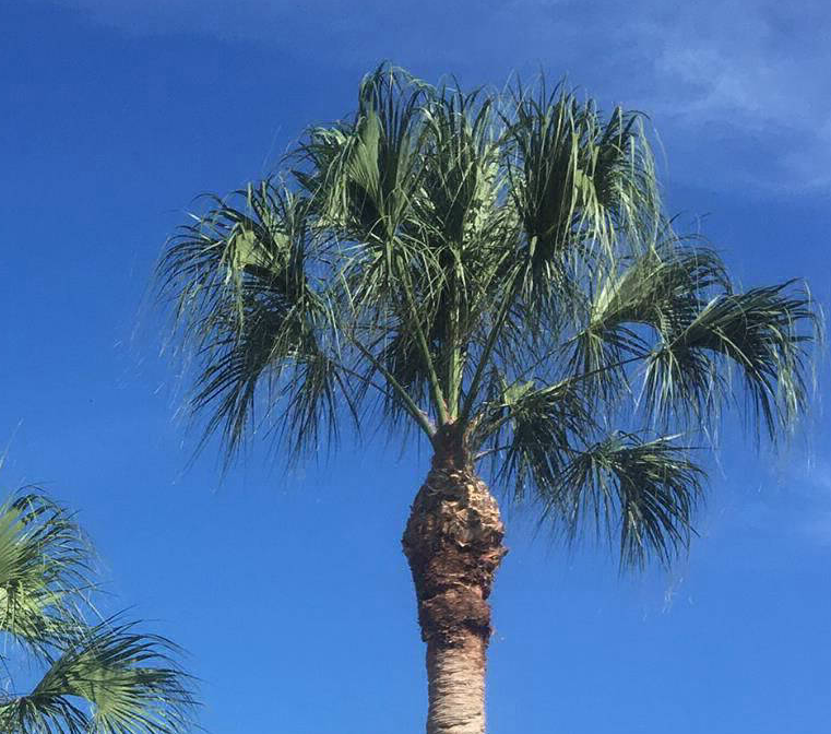 Palm tree after trimming