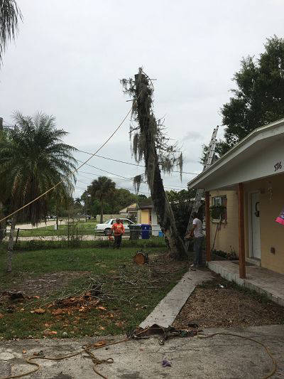 Overgrown tree before hazardous removal