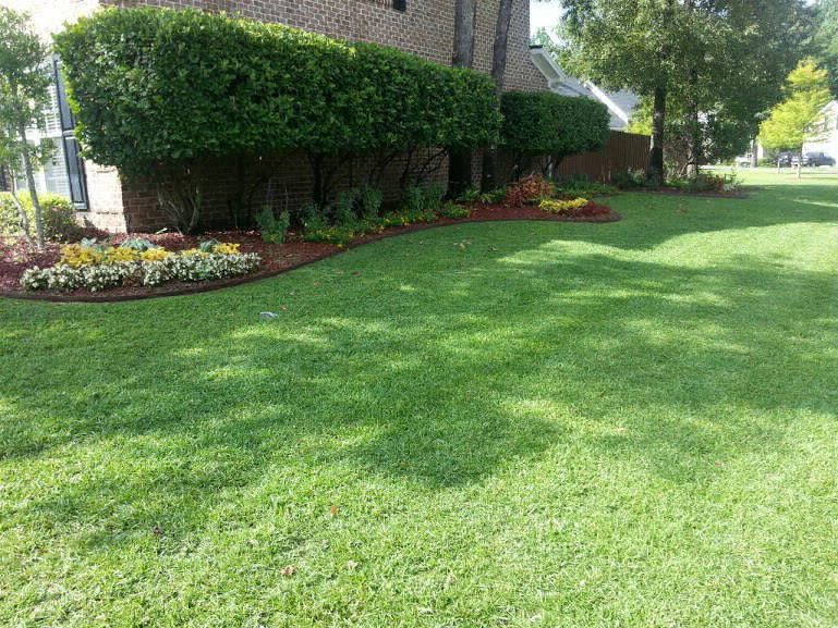 Overgrown hedge before trimming