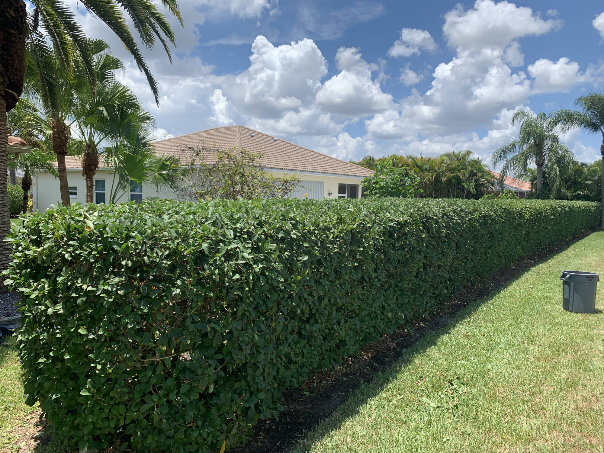 Neatly shaped hedge after trimming