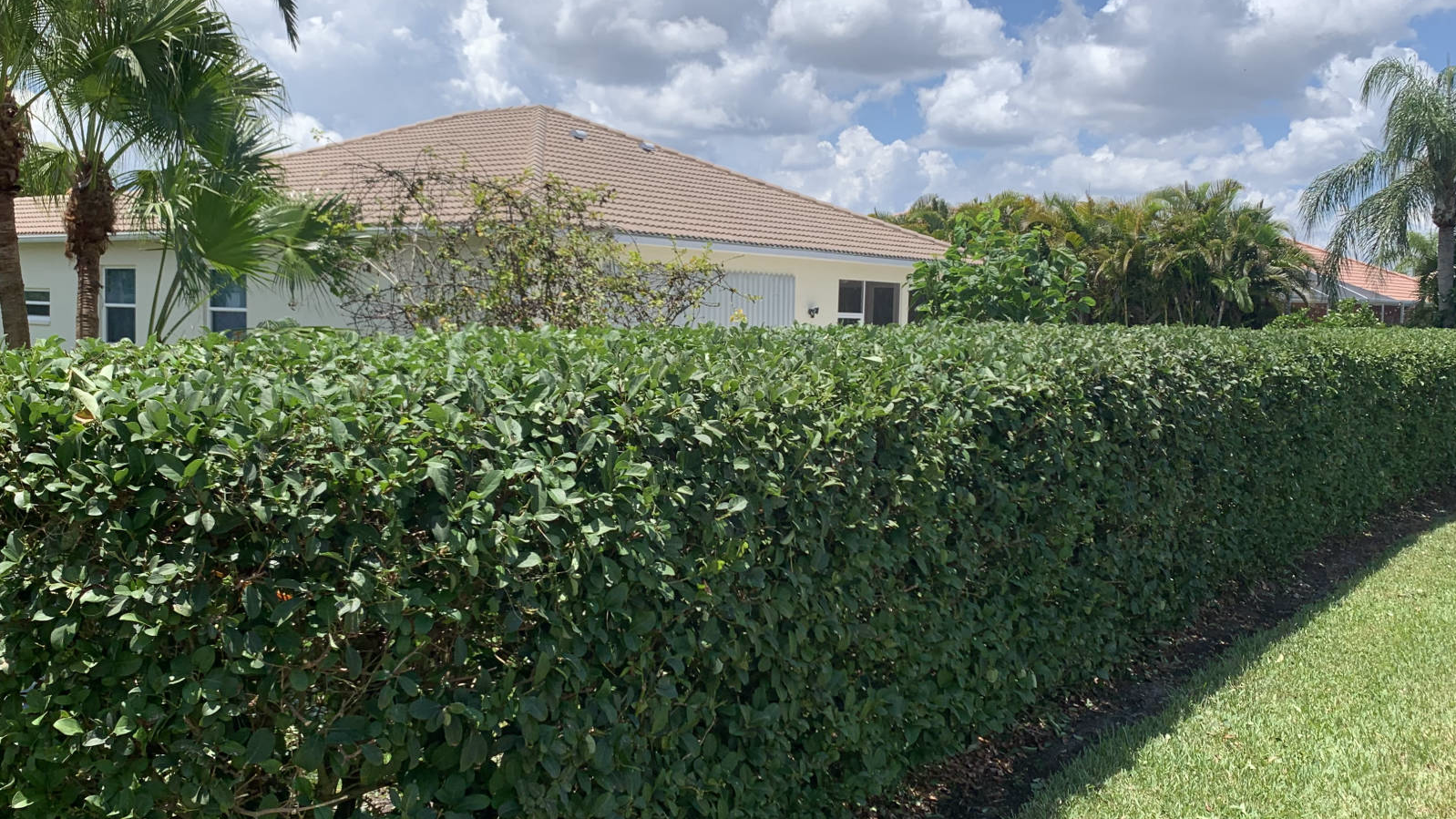 Shaped hedge after trimming