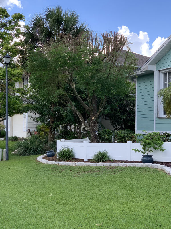 Properly pruned shade tree canopy