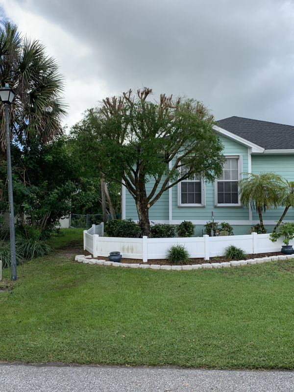 Shade tree after pruning