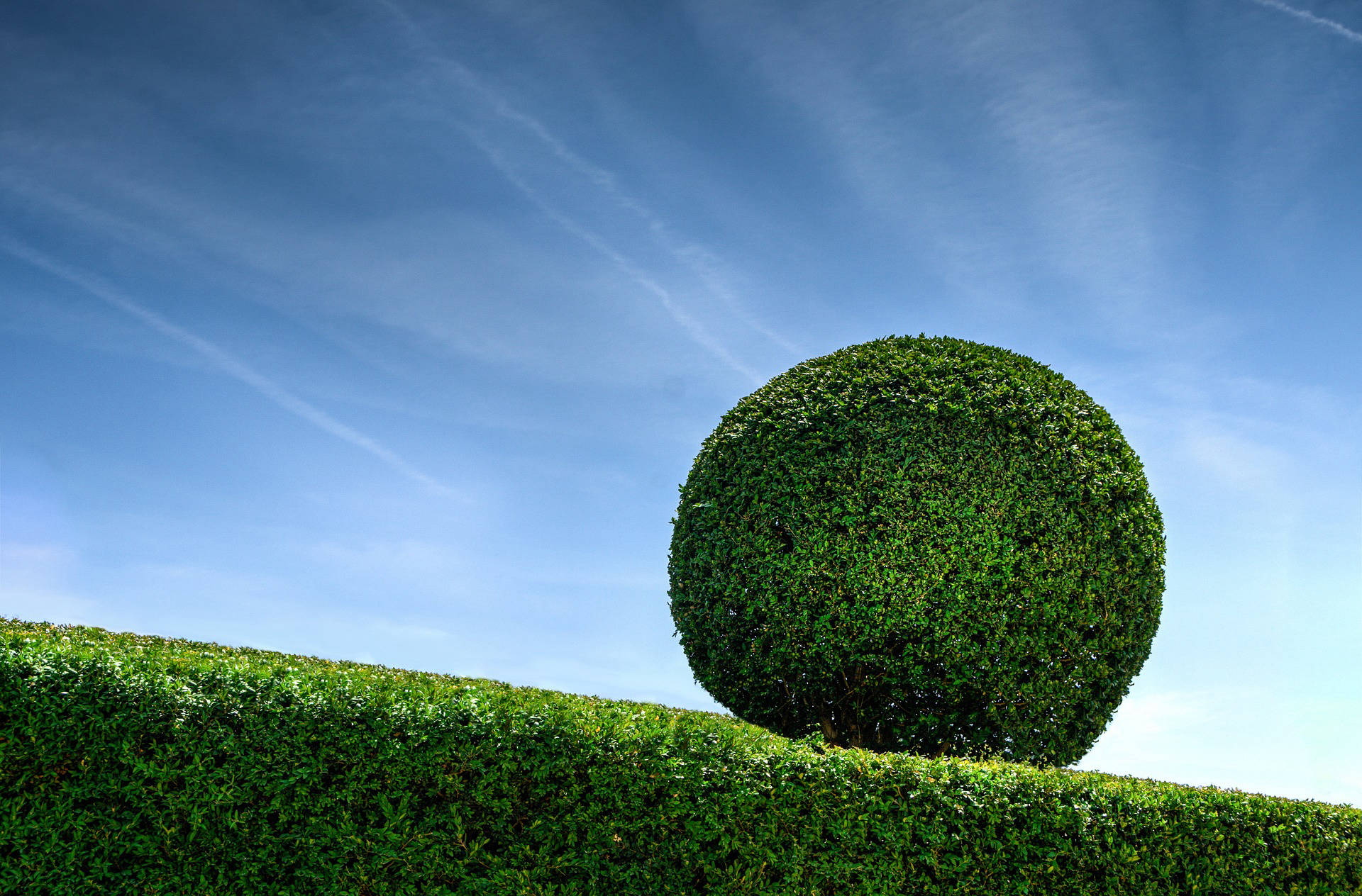 Hedge Trimming
