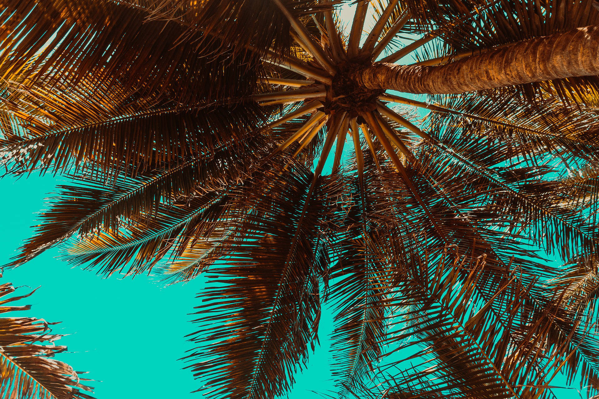 Palm Trimming