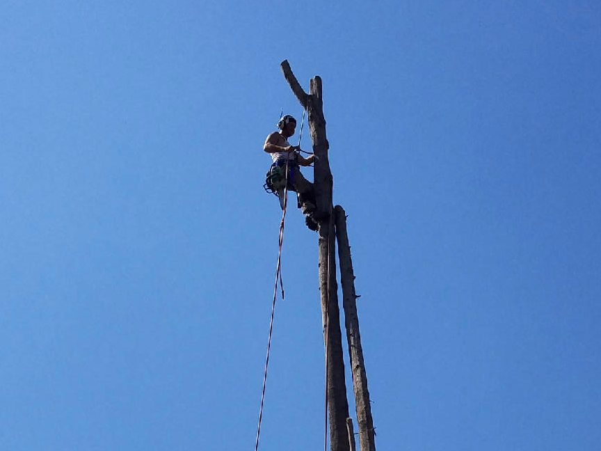Climber working a hazardous tree