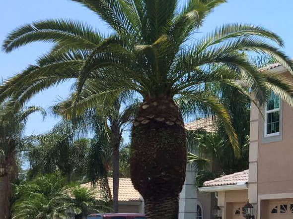 Palm tree trimming