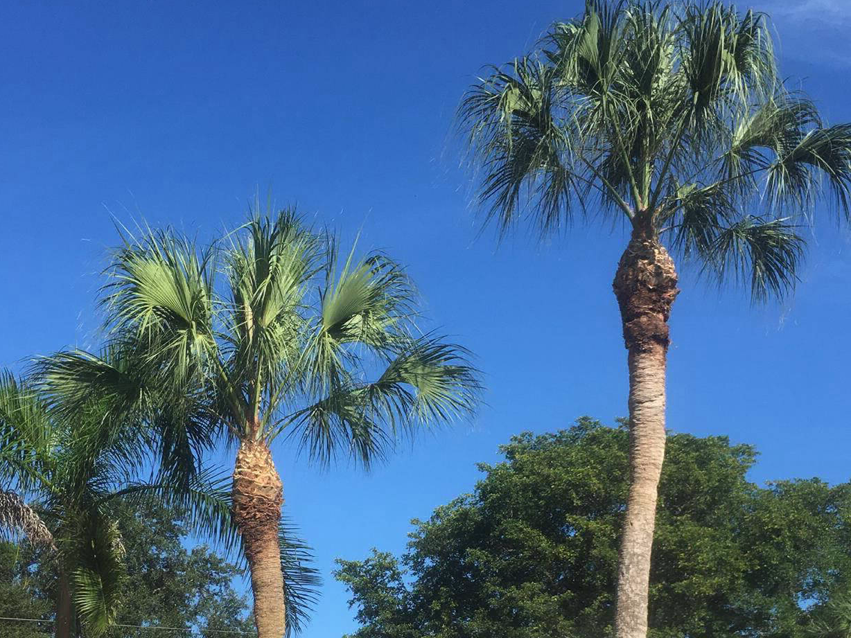 Tall palm being trimmed