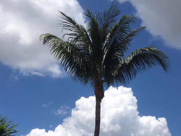 Finished palm trimming