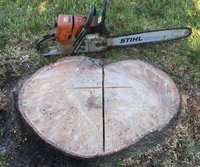 Ground-out stump and cleaned up yard