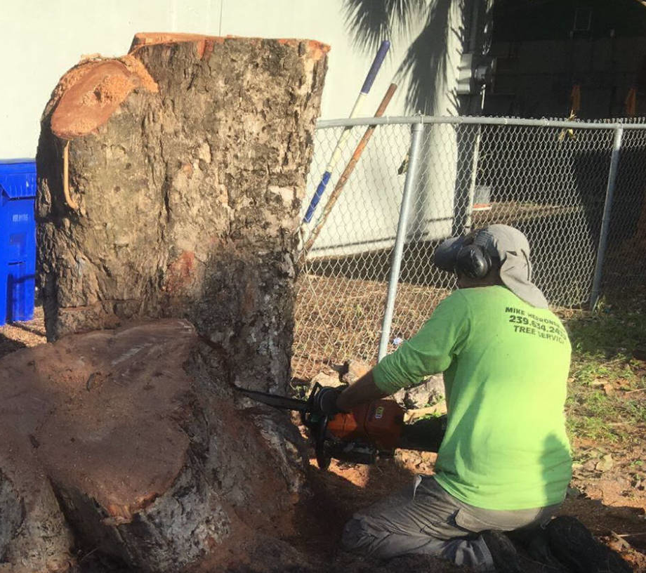 Tree stump before grinding