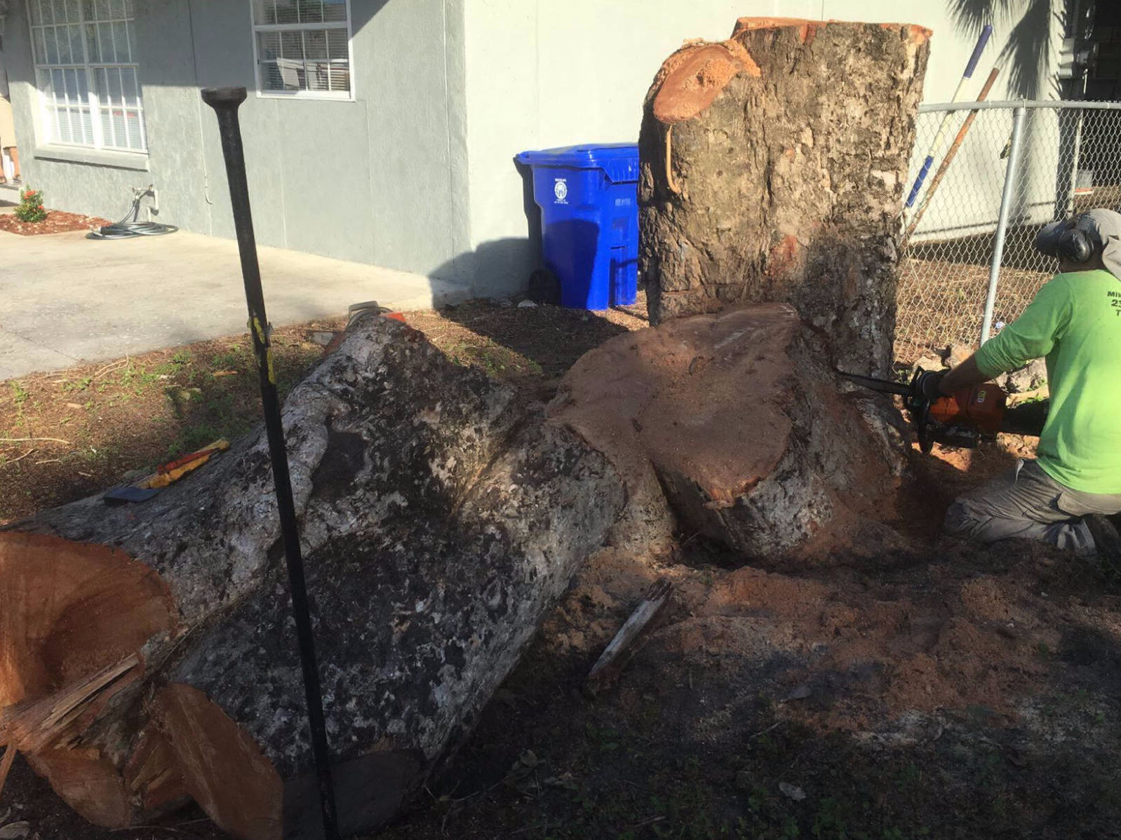 Stump ground down flush with the lawn