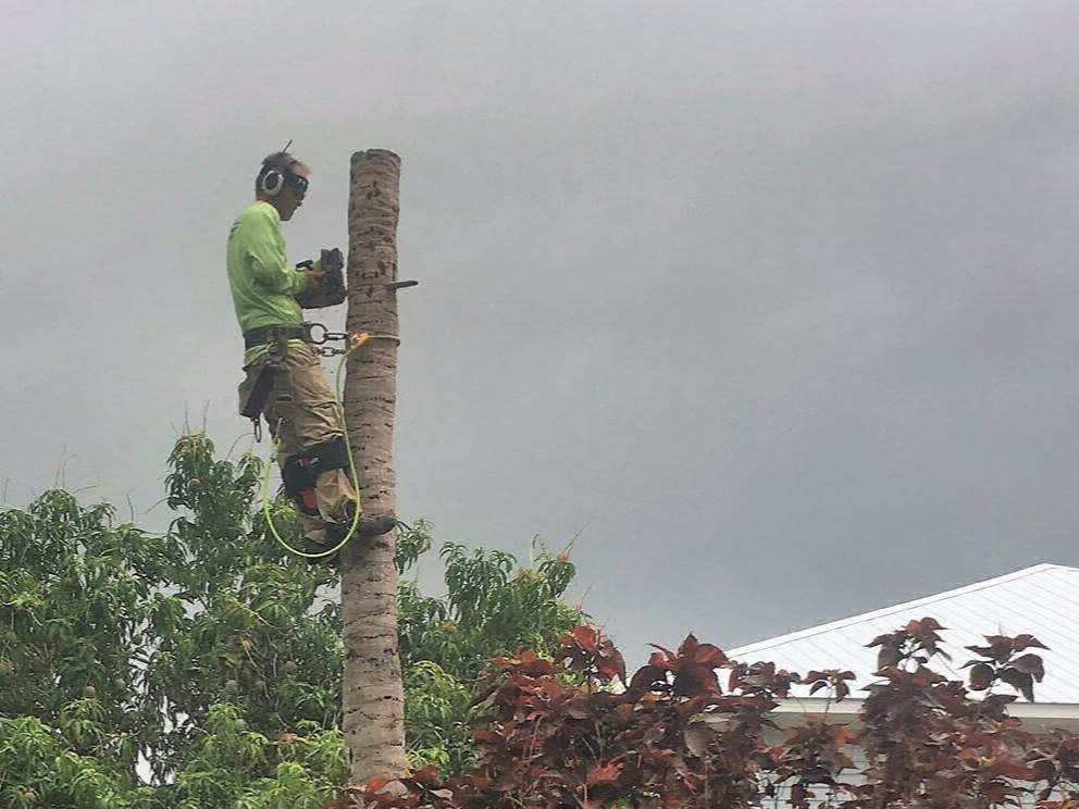 Large tree being taken down safely