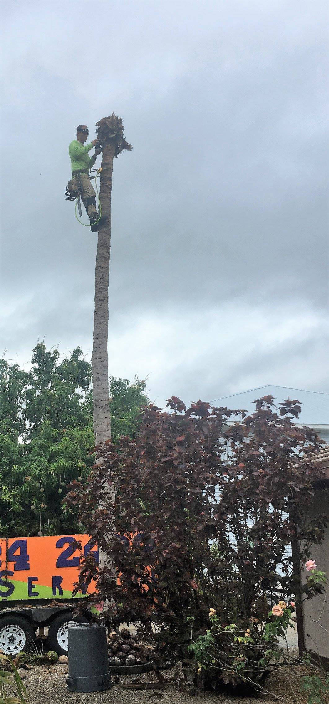 Hazardous Tree Removal